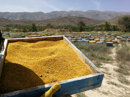خرید گرده گل