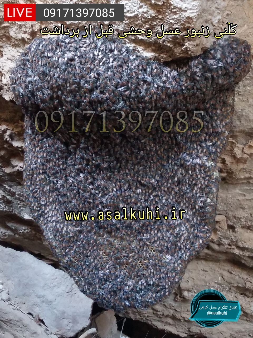 عسل وحشی صخره