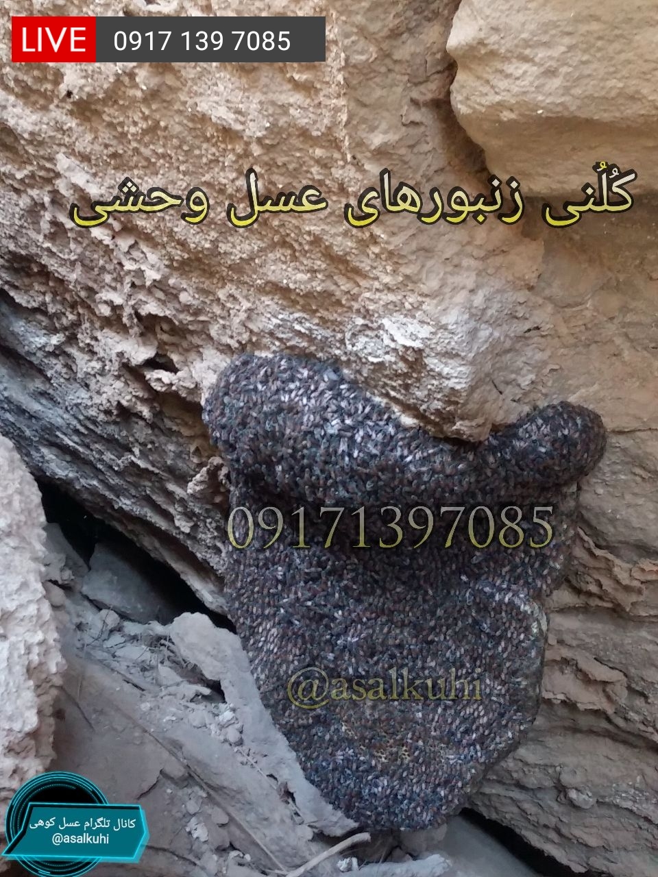خرید عسل وحشی