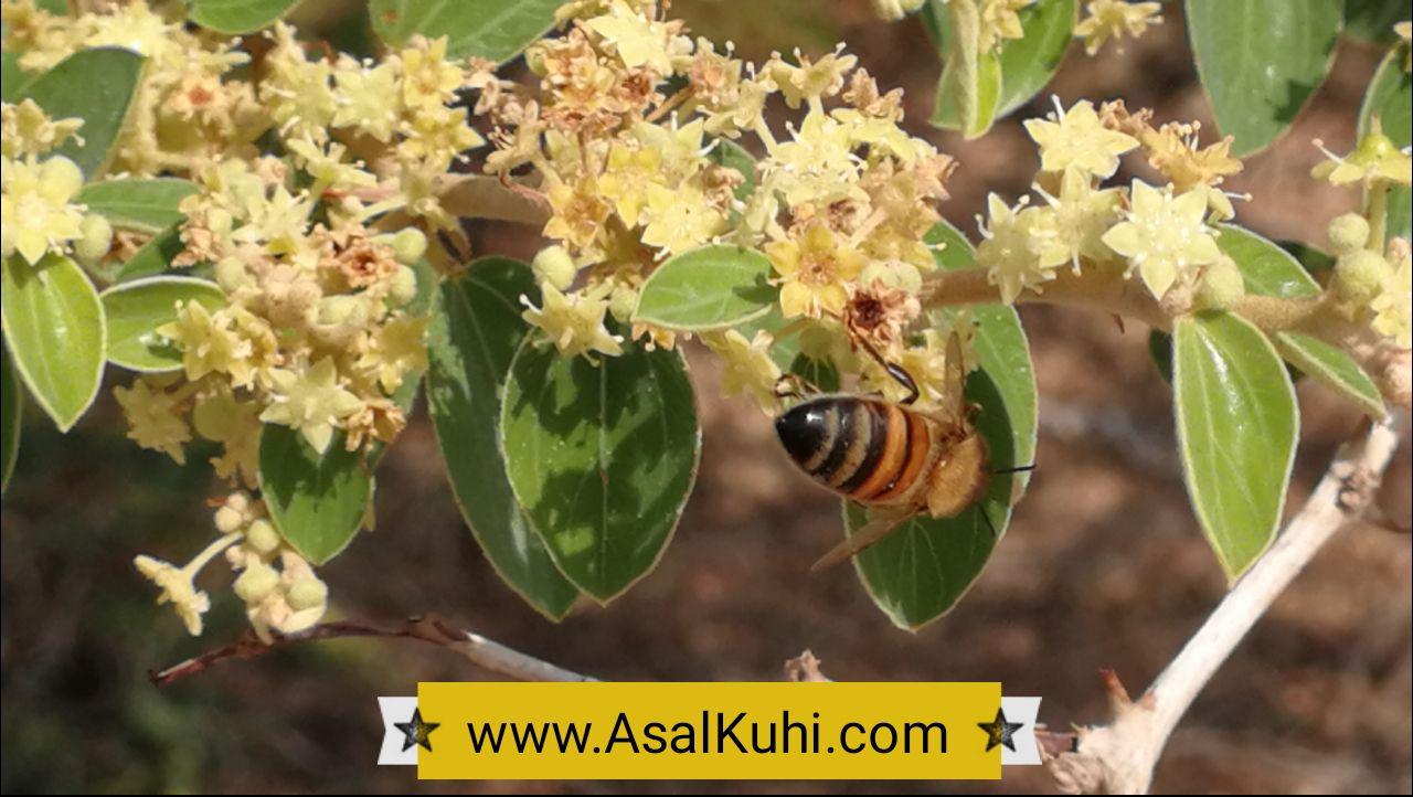 عسل کنار
